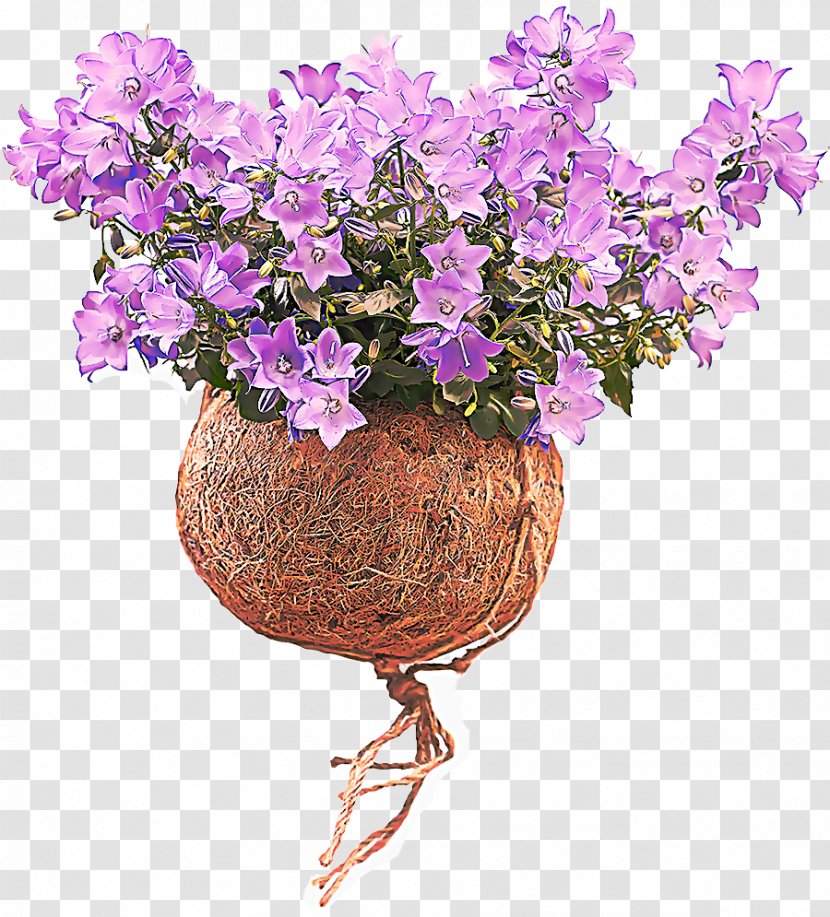Lavender - Plant - Cut Flowers Flowerpot Transparent PNG