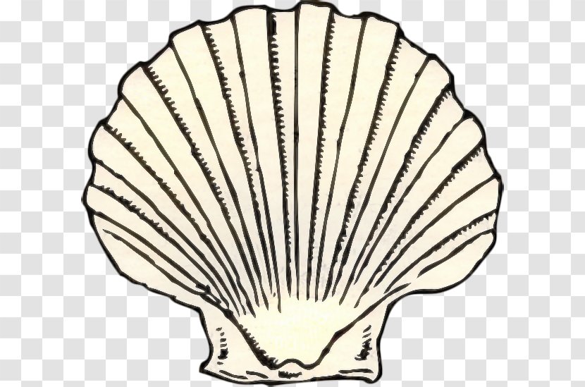 Pencil Cartoon - Mollusc Shell - Blackandwhite Cockle Transparent PNG