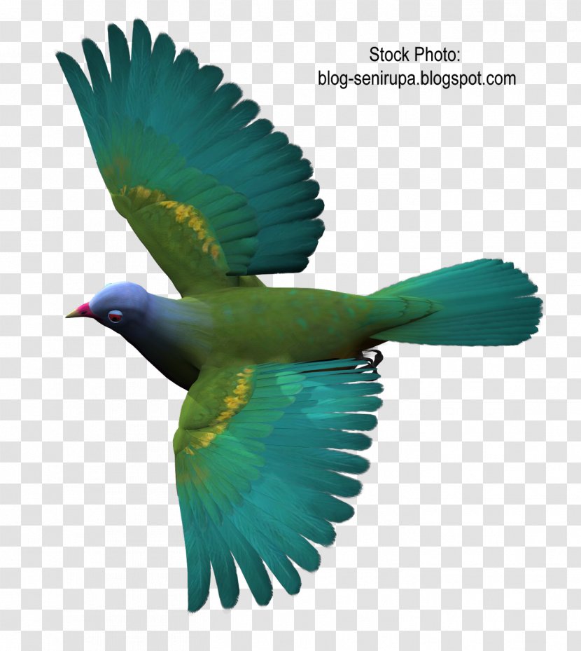 Columbidae Bird Flight Color - Feather - Stock Transparent PNG