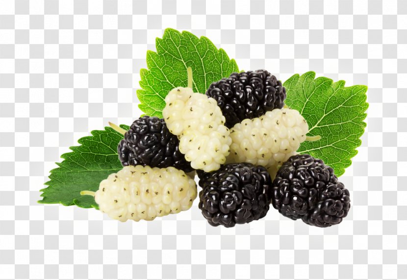 Black Mulberry White Stock Photography - Fruit Transparent PNG