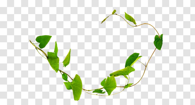 Liana Field Bindweed Plant Vine Thorns, Spines, And Prickles - Branch - Tree Climbing Transparent PNG