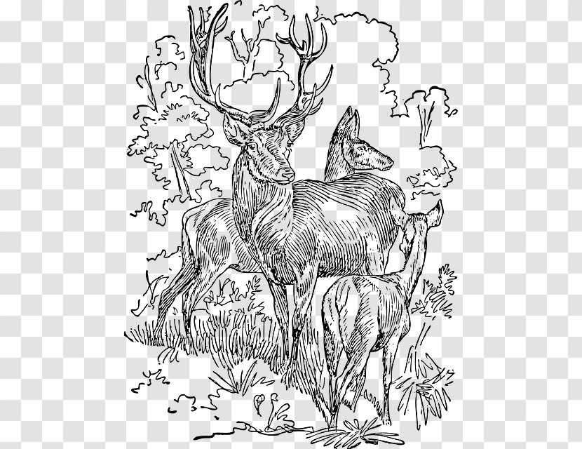 White-tailed Deer Red Reindeer Moose - Black And White Transparent PNG