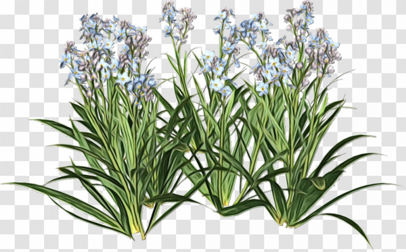 Rosemary Transparent PNG