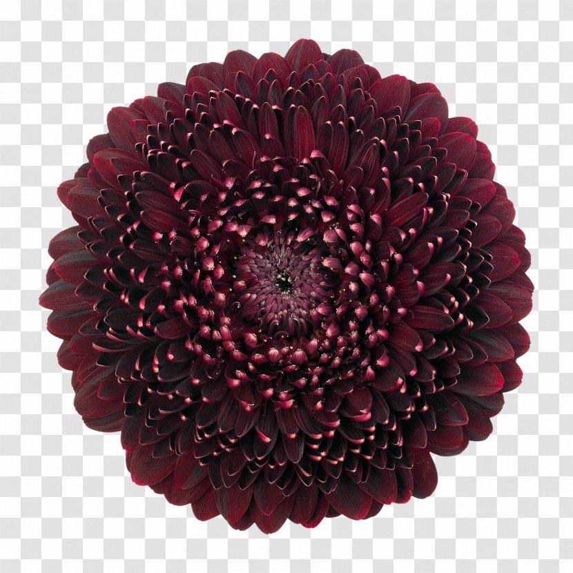 Transvaal Daisy Mans Allure Gerbera Cut Flowers Wholesale Floristry - Black Pearl Transparent PNG