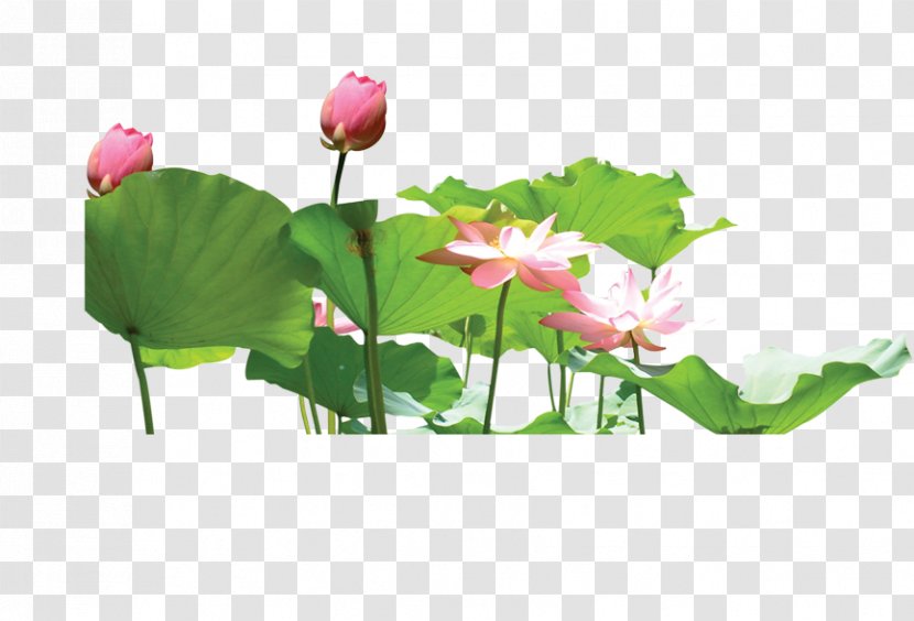 Nelumbo Nucifera Aquatic Plant Download Lotus Effect - Watercolor - Leaf Transparent PNG