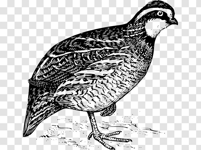 California Quail Northern Bobwhite Clip Art - Line - Bird Transparent PNG