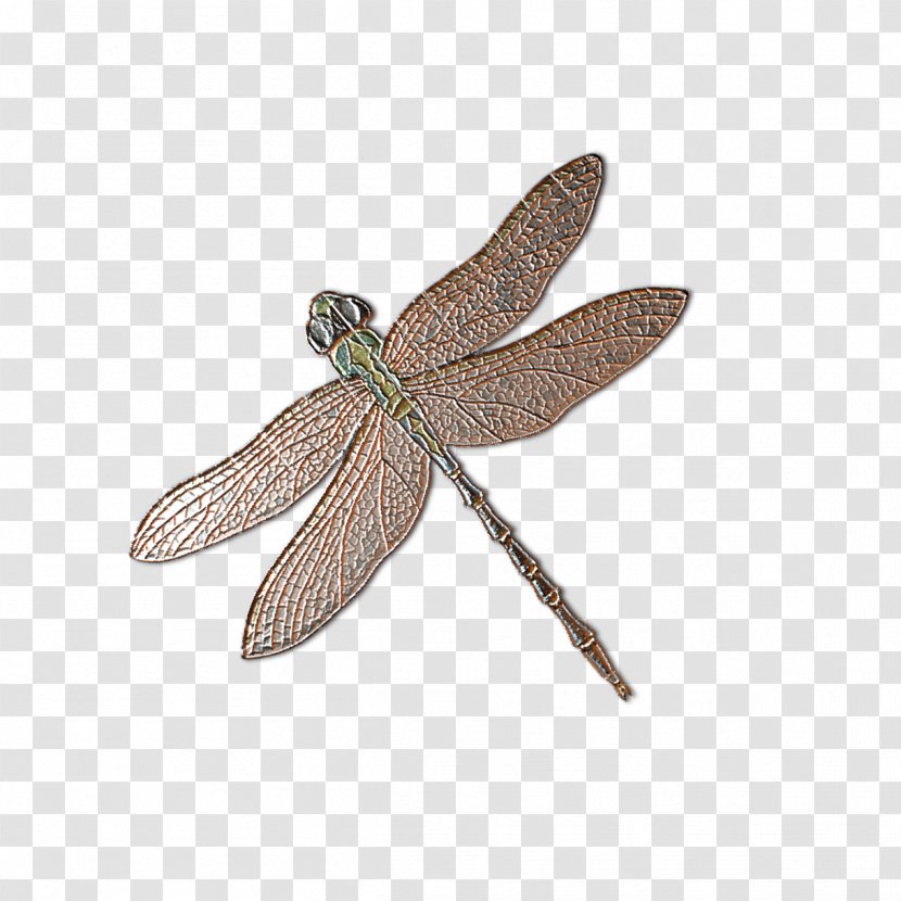 Dragonfly Insect Cartoon - Wing - Specimens Transparent PNG