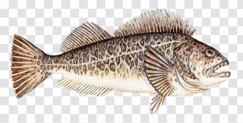 Fish Bony-fish Tilapia Ray-finned - Bass Perch Transparent PNG
