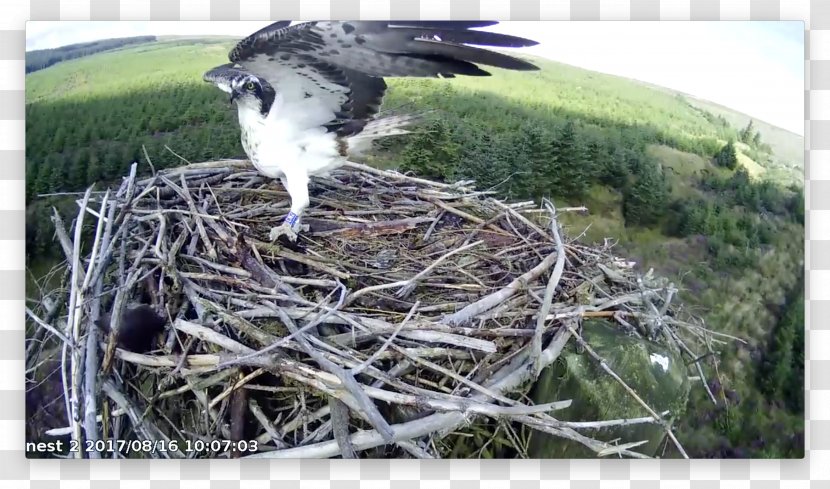 Bird Nest Hawk NEST+m Beak - Animal Transparent PNG