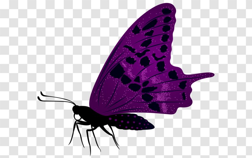 Butterfly Desktop Wallpaper Clip Art - Invertebrate - Purple Transparent PNG