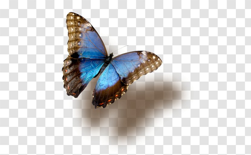 Butterfly Insect Blue Morpho Transparent PNG