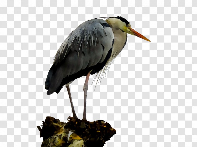 White Stork Heron Beak Wader - Crane Transparent PNG