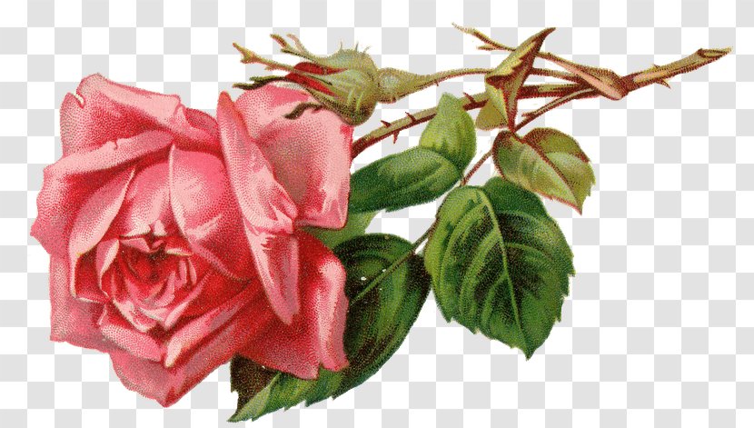 Rose Pink Clip Art Flower Image - Garden Roses Transparent PNG