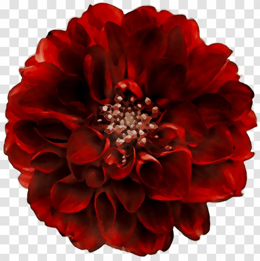 Dahlia Cut Flowers Floristry Petal - Chrysanths Transparent PNG