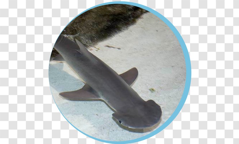 Hammerhead Shark Bonnethead Winghead Smalleye Great - Head Transparent PNG