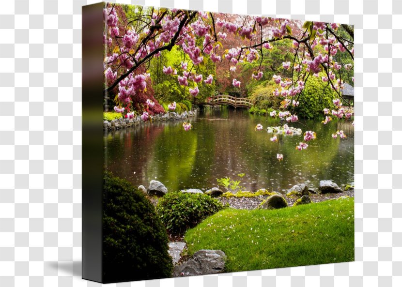 Cherry Blossom Botanical Garden Nature Pond - Grass - Japanese Landscape Transparent PNG