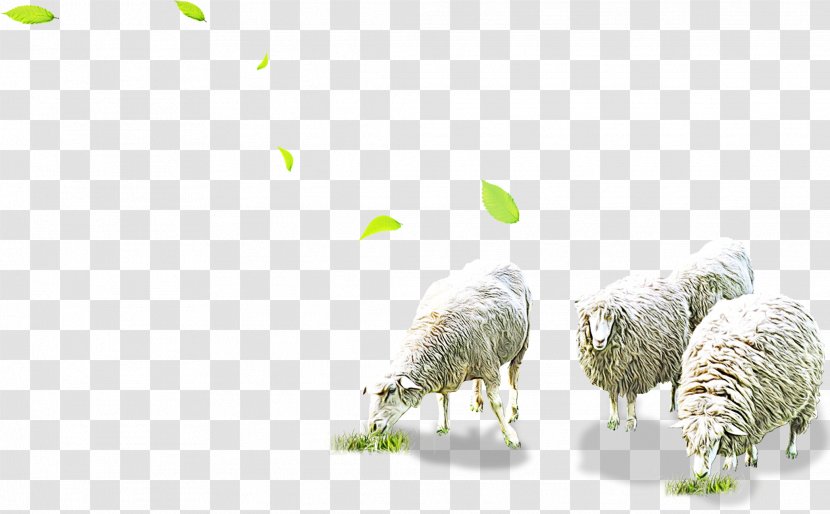 Sheep Livestock Grazing Pasture - Ovis Transparent PNG