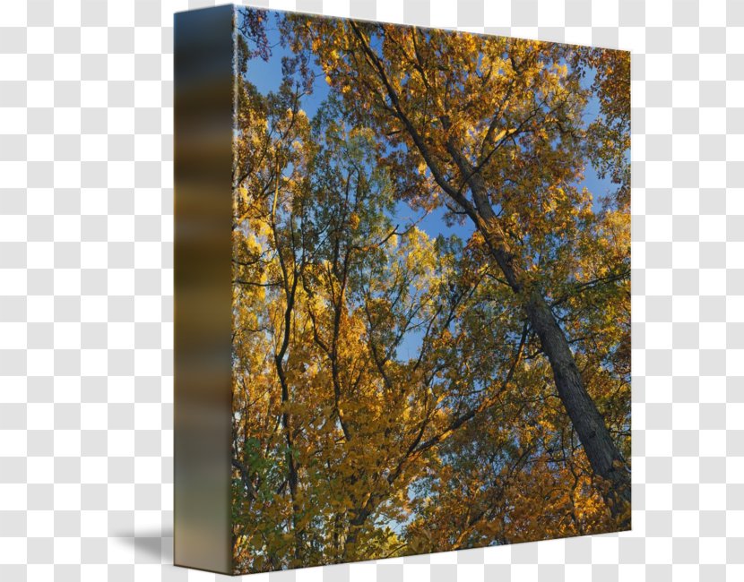 Birch Autumn Leaf Color Temperate Broadleaf And Mixed Forest Tree - Climate - Canopy Transparent PNG