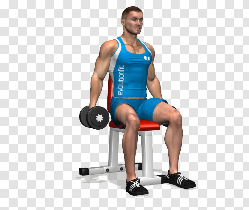 Weight Training Front Raise Dumbbell Exercise Rear Delt - Watercolor - Shoulder Exercises With Dumbbells Transparent PNG
