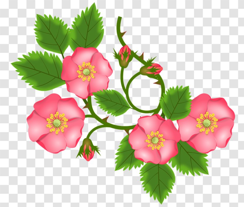 Stock.xchng Image Vector Graphics Clip Art - Flower - Rosebush Transparent PNG