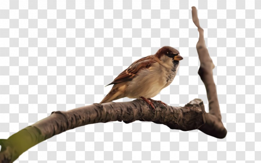 Bird Beak Sparrow House Perching - Emberizidae Cuckoo Transparent PNG