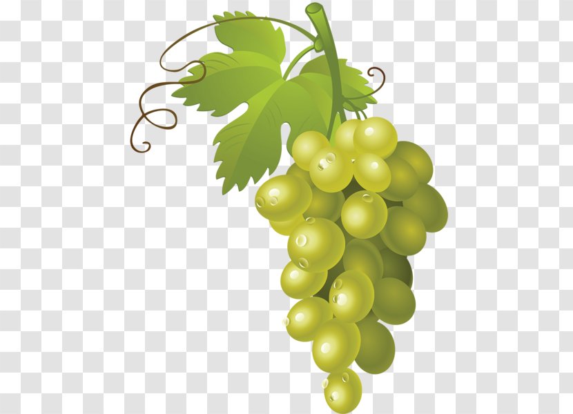 White Wine Muscat Grape Clip Art - Common Vine Transparent PNG
