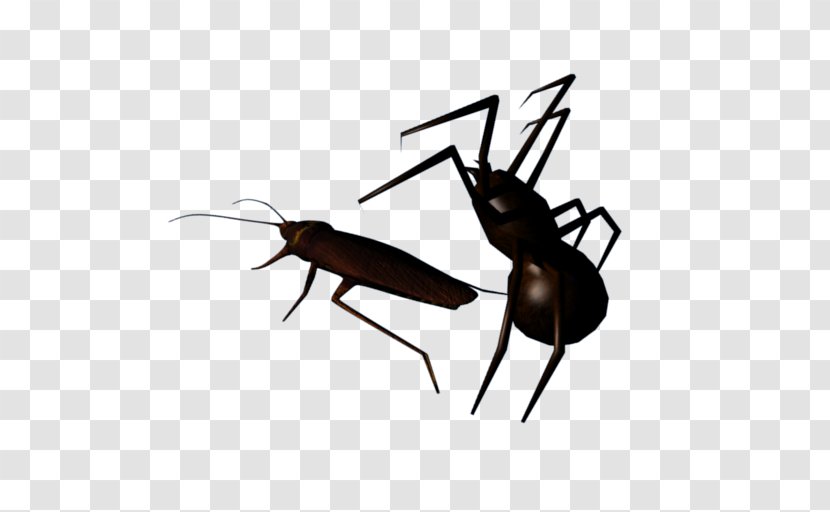 Cockroach And Spider Lite Insect Clip Art - Pest Transparent PNG