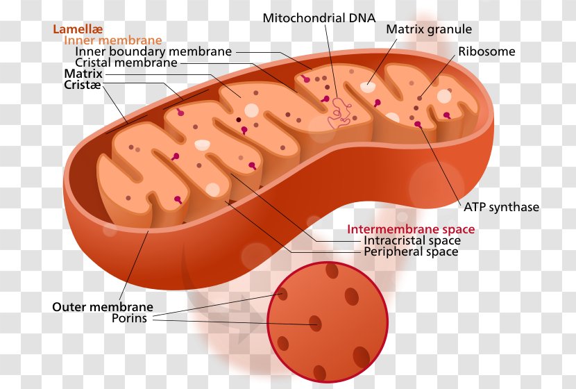 Mitochondrion Cytoplasm Cell Organelle Mitochondrial DNA - Mitochondria Transparent PNG
