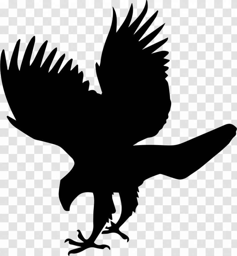 Bird Falcon Hawk - Eagle Transparent PNG