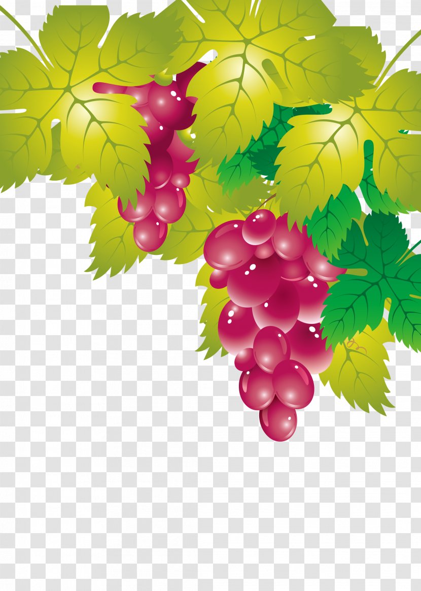 Grape Leaves Seedless Fruit - Seed Extract Transparent PNG