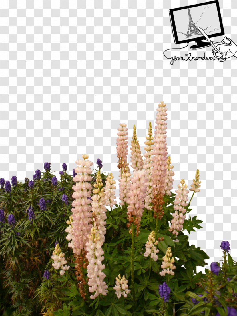 Wild Flowers - Lupin - Flower Transparent PNG