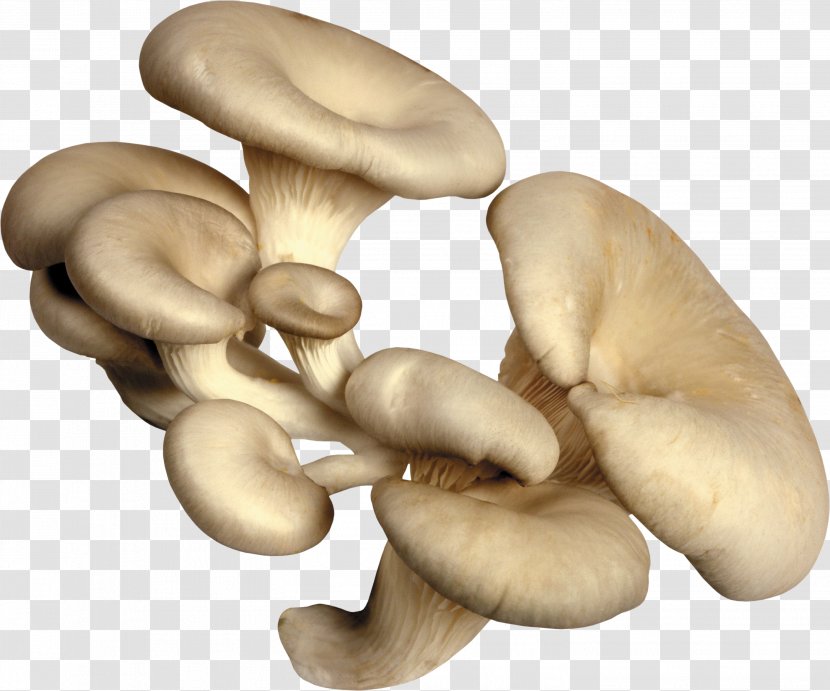 Fungus Oyster Mushroom Edible Mycelium - Food Transparent PNG