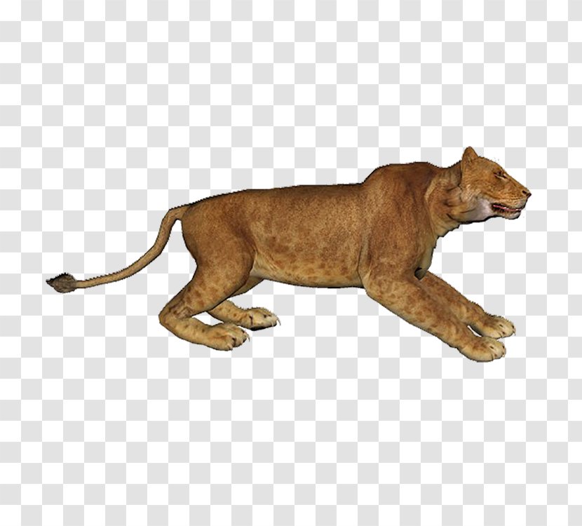 Lion - Animal Figure - Terrestrial Transparent PNG