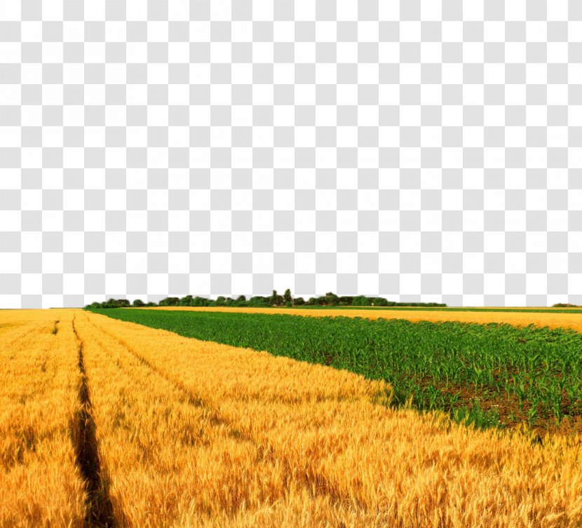 Crop Wheat Maize - Prairie - Field Views Transparent PNG