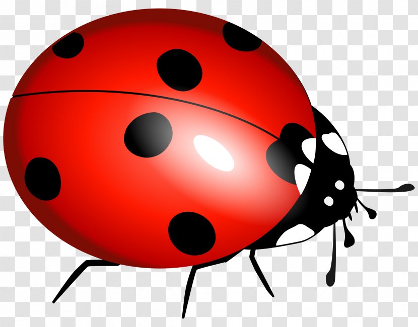 Beetle Ladybird Marinette Dupain-Cheng Clip Art - Coleomegilla Maculata - Ladybug Image Transparent PNG