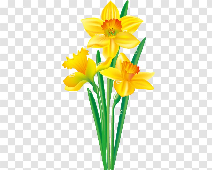 Daffodil Flower Drawing Clip Art - Flowering Plant - Floral Border Design Transparent PNG