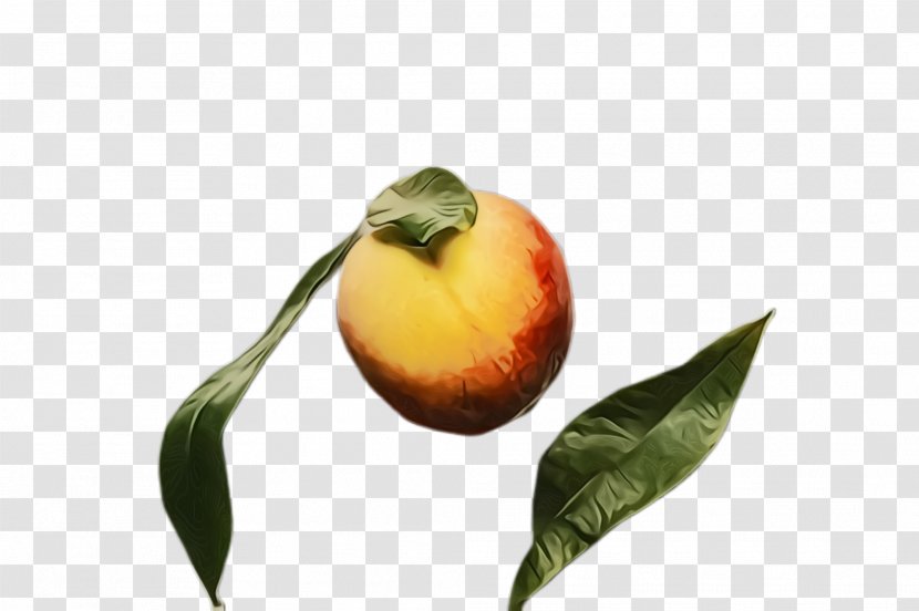 Fruit Tree - Peach - Flowering Plant Transparent PNG