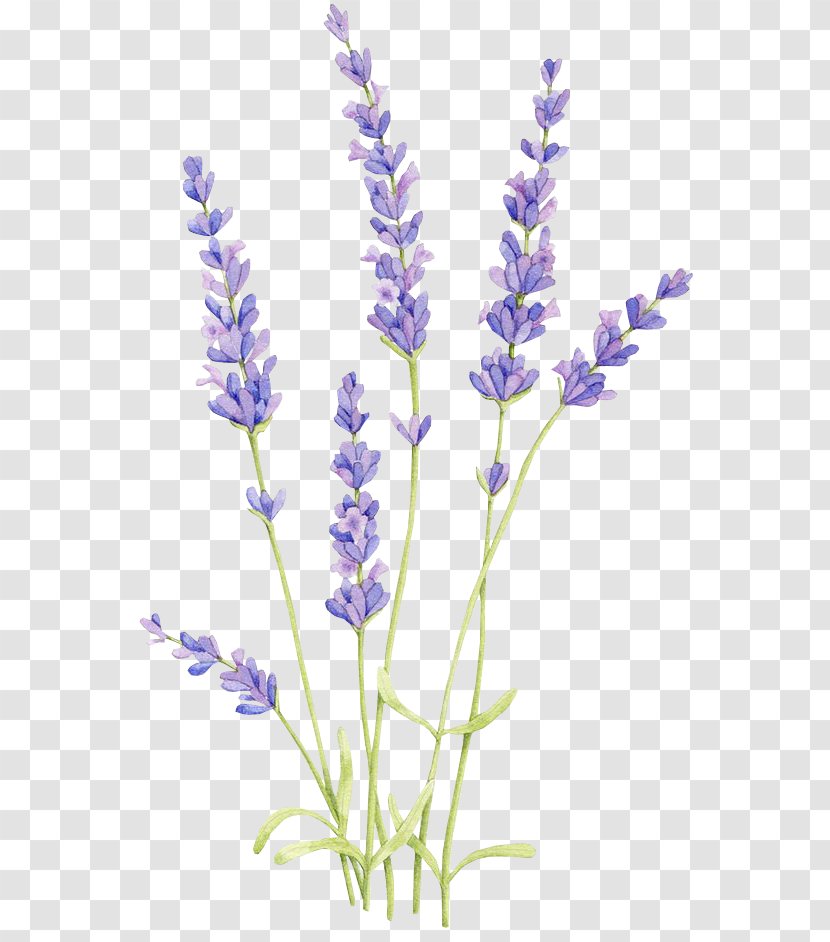 Drawing Watercolor Painting English Lavender Oil - Bluebonnet Uihere Transparent PNG