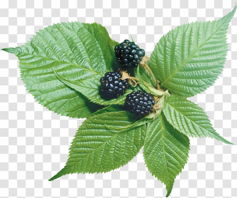 Blackberry Frutti Di Bosco Fruit Clip Art - Plant - Raspberry Transparent PNG