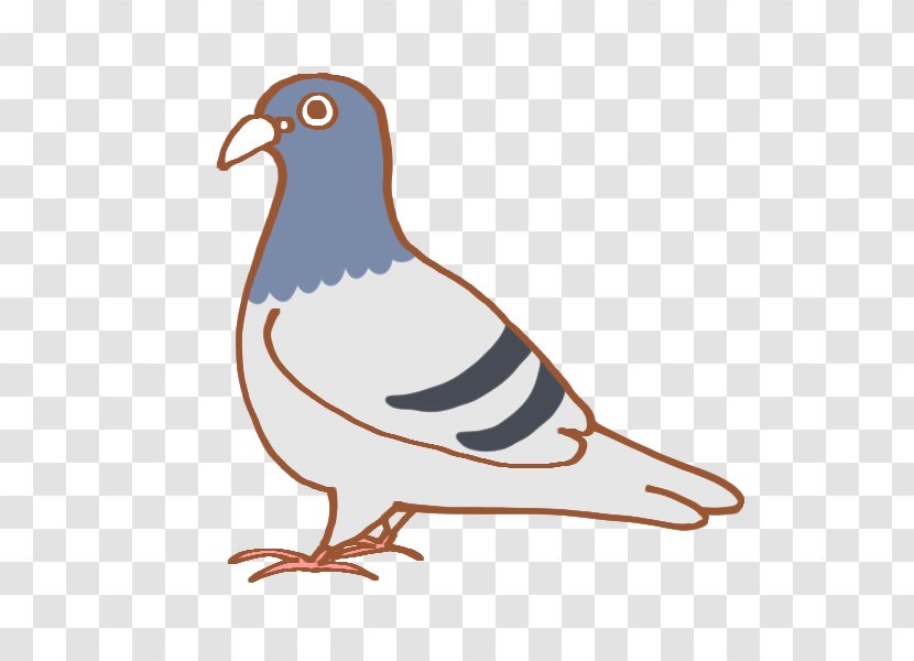 Columbidae Illustration Bird Actor Clip Art Transparent PNG