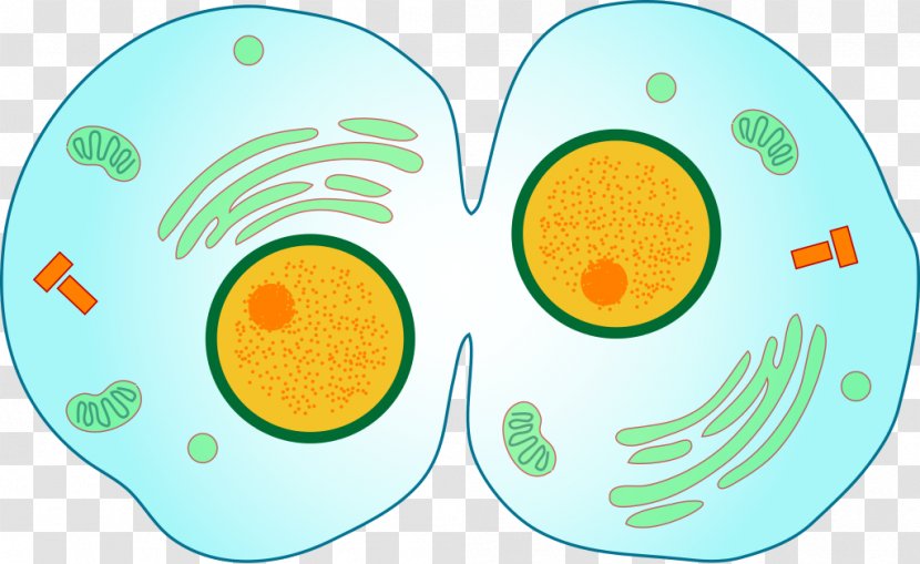 Cytokinesis Mitosis Cell Division Meiosis - Cytoplasm - Animal Cells Transparent PNG