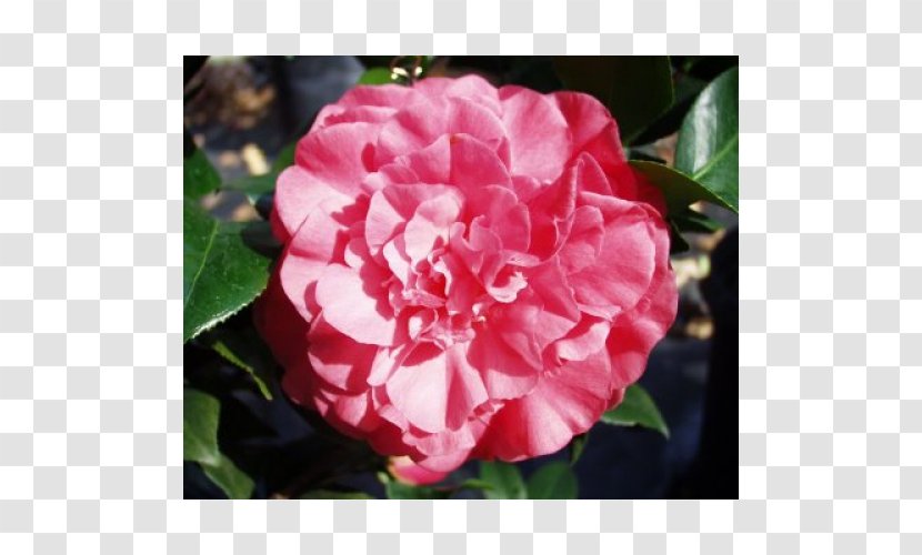 Floribunda Japanese Camellia Sasanqua Centifolia Roses Memorial Rose - Peach - Flowers Transparent PNG