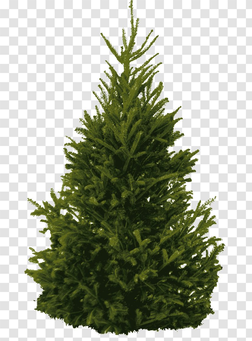 Pine Tree Clip Art - Fir Transparent PNG