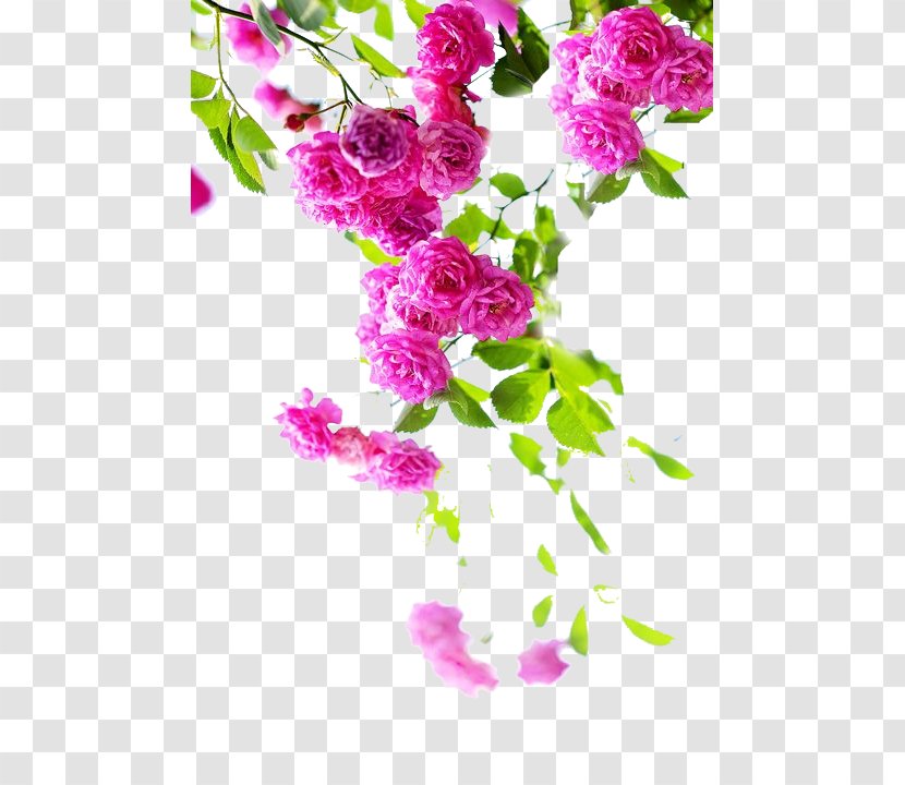 Centifolia Roses Garden Rosa Multiflora Flower - Rose Transparent PNG