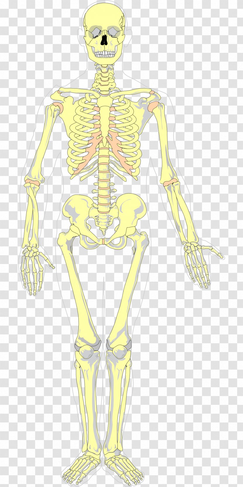 Human Skeleton Diagram Axial Homo Sapiens - Heart - Bones Transparent PNG