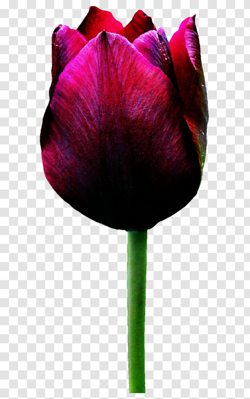 Tulip Flower Rose - Bud - Red Transparent PNG