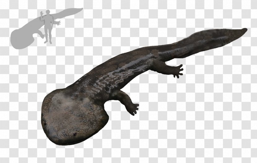 Aptian Amphibian Koolasuchus Cleelandi Leaellynasaura Temnospondyli - Scaled Reptile Transparent PNG