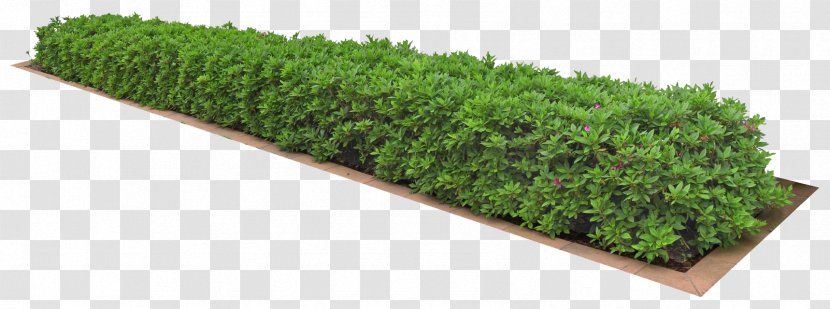 Plant 3D Computer Graphics Icon - Green - A Clump Of Grass Transparent PNG