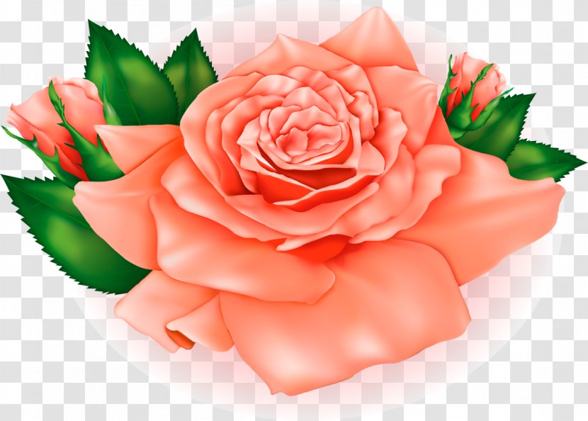 Best Roses Orange Clip Art - Rose - Peach Flowers Transparent PNG