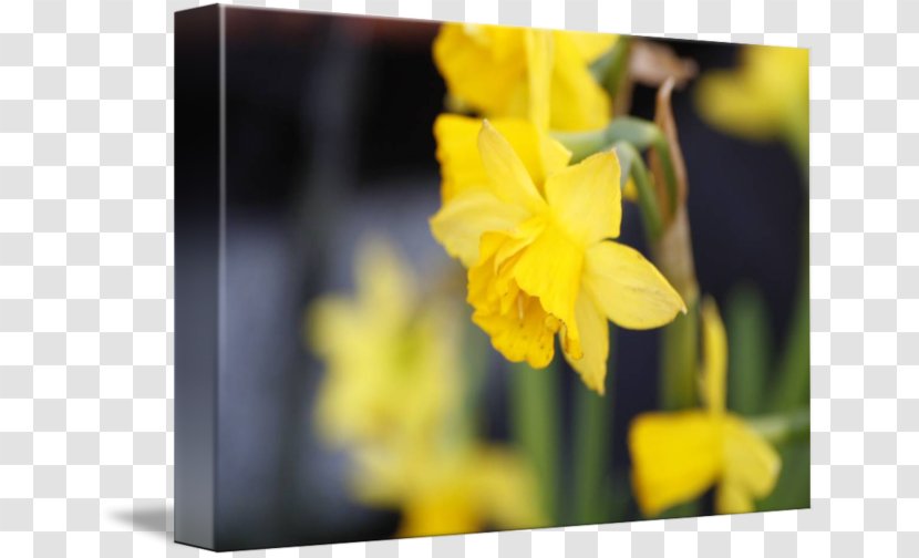 Narcissus Wildflower - Amaryllis Family - Yellow And Gray Transparent PNG